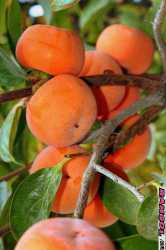 فروش نهال درخت میوه خرمالو